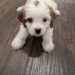 Yellow 'Sunny' - Blenheim female Cavapoo puppy in Newport, North Carolina from Crystal Coast Cavapoodles
