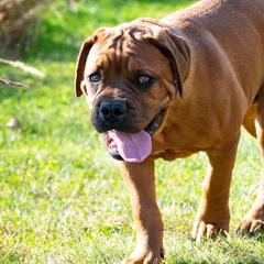 Dogues de Bordeaux from Blue Horizons Bordeaux