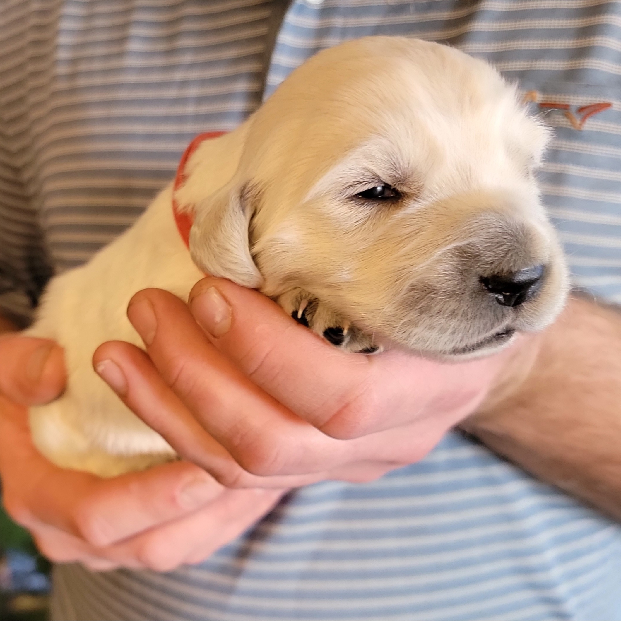 Golden Retriever Puppies from SDG Goldens