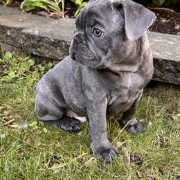 French Bulldog Puppies from Camarra King