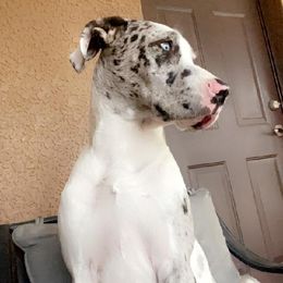 Great Dane Puppies from Florida Danes