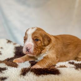Journey - Red male Bernedoodle puppy in Jackson, Missouri from Pincksten Family Doodles
