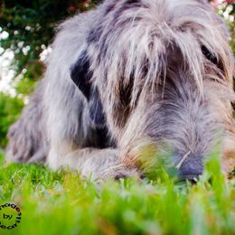 Irish Wolfhound All Grown Up from Steppin'wolf Irish Wolfhounds