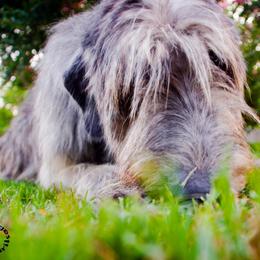 Irish Wolfhound All Grown Up from Steppin'wolf Irish Wolfhounds