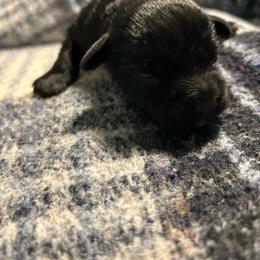 Night - Black male Miniature Schnauzer puppy in Winterville, Georgia from Patty’s Little Pups