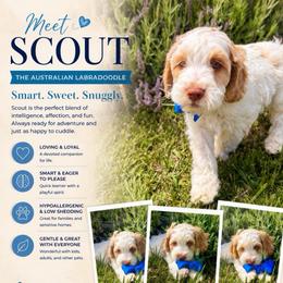 Scout - Caramel cream male Australian Labradoodle puppy in Millville, California from Hope Lane Kennels