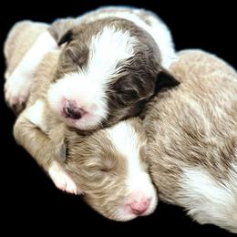 Pebble - Blue male Border Collie puppy in Cedar Springs, Michigan from Lyncroft Border Collies