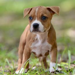 The Family Favorite - Red male American Staffordshire Terrier puppy in St. Augustine, Florida from LBK & Ancient City