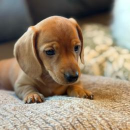 Daisy - Red female Dachshund puppy in Salem, Oregon from Longdox Mini Dachshunds