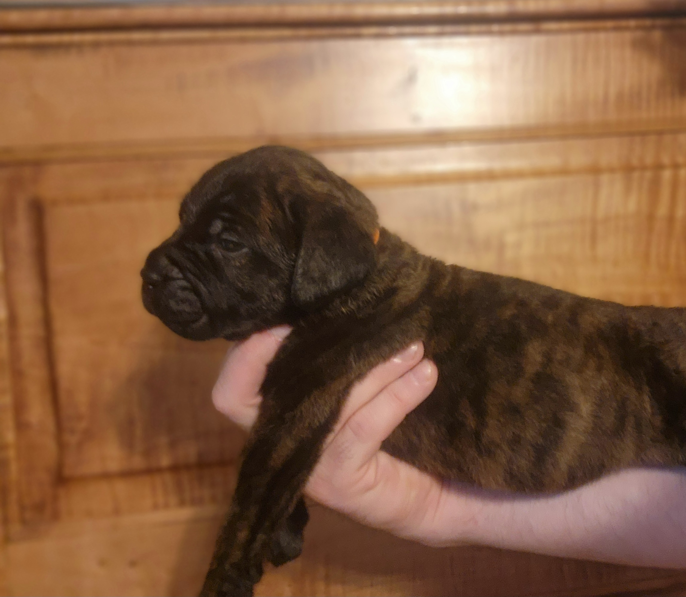 Girl 1 - Bullmastiff puppy in Windham, Ohio from Guardian's Gate