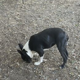 Leum - Boston Terrier