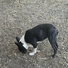 Leum - Boston Terrier