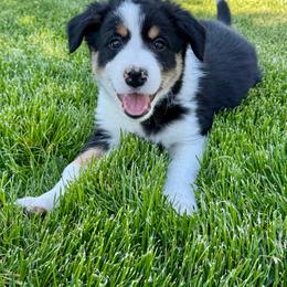 Boy 1 - Tri-color male Border Collie puppy in Centerville, Washington from Forthright Farms