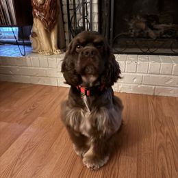 Cisco - Cocker Spaniel
