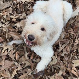 Punk - Goldendoodle