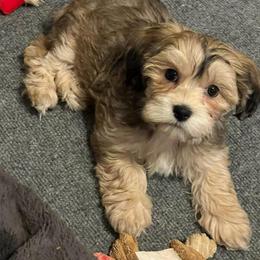 Daisy - Red sable female Havanese puppy in Dallas/Fort Worth, Texas from Sweet Feats Havanese