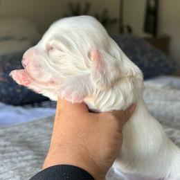 Girl 1 - Cream female Dachshund puppy in Allenhurst, Georgia from B’s Dapper Dachshunds