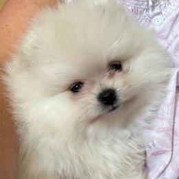 Boy 2 Little Boy Blue - White male Pomeranian puppy in Cullman, Alabama from Dixie Darlings Pomeranians