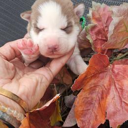 Ivy - Sable and white female Siberian Husky puppy in Springfield, Massachusetts from 16acreshuskies