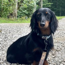 Dachshund Puppies from Little Legs Miniature Dachshunds