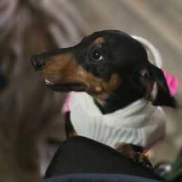Otto - Dachshund