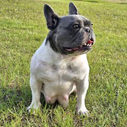 Rousey - French Bulldog