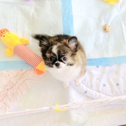 Little Cinderella 9500(tiny) - Fawn brindled black female Chihuahua puppy in Santa Rosa Beach, Florida from Eva's Chihuahua