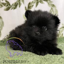 HOLD AKC PEPSI - Black male Pomeranian puppy in Watkins Glen, New York from Wicked Spirits Pomeranians