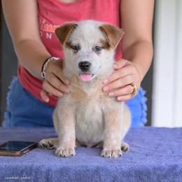 Azimuth - Red speckled male Australian Cattle Dog puppy in Rhoadesville, Virginia from Rosewood Farms Australian Cattle Dogs