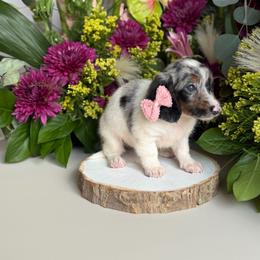 Silver dapple female Long hair - Dapple female Dachshund puppy in Wills Point, Texas from East Mini Dachshunds Texas