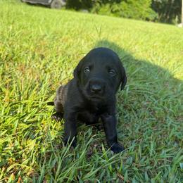 Lillie - Black female Labrador Retriever puppy in Carriere, Mississippi from Cajun Water Retrievers