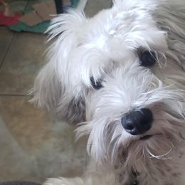 Bernedoodles, Cavapoos, Goldendoodles, and Schnoodles from Doodle Kin