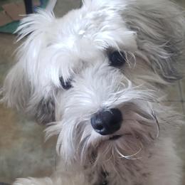 Bernedoodles, Cavapoos, Goldendoodles, and Schnoodles from Doodle Kin