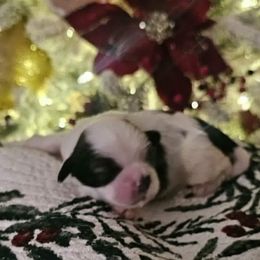 Girl 1 - Gold and white female Shih Tzu puppy in North Carolina from WillowCreek Mountain View Shih Tzu