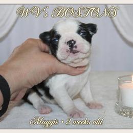 Maggie - Black and white female Boston Terrier puppy in North Central, Vermont from Windy Valley’s Bostons