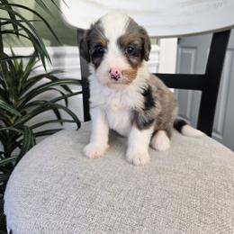Molly - Blue merle female Bernedoodle puppy in Holtwood, Pennsylvania from Country Ridge Puppies