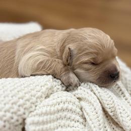 Emmitt - Apricot male Goldendoodle puppy in Zeeland, Michigan from Dandelion Lane Doodles