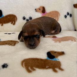 Boy 1 - Chocolate male Dachshund puppy in Willow Springs, Missouri from Krazy Acre Farm