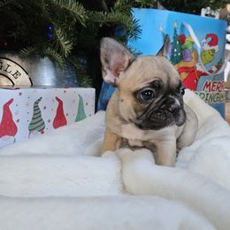 French Bulldog Puppies from Electric City Frenchies