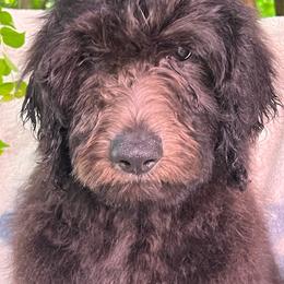 Noir-Boy 3 - Black phantom male Aussiedoodle puppy in Punta Gorda, Florida from Blitzenhaus Working Dogs-Home of the Working Czech Shepherd and Rottweiler and Splash of Color Aussiedoodles