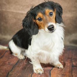 Phez - Piebald male Dachshund puppy in Virginia City, Nevada from V.C. Weenies
