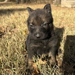 Milo (blue collar) - Black and tan male German Shepherd puppy in Bartlesville, Oklahoma from Guardian Working Shepherds