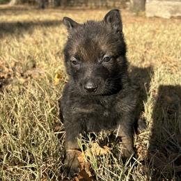 Milo (blue collar) - Black and tan male German Shepherd puppy in Bartlesville, Oklahoma from Guardian Working Shepherds