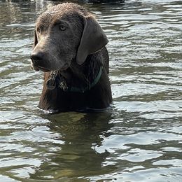 Sccy - Silver female Dilute Retriever puppy in Grants Pass, Oregon from KnR Antler Dogs