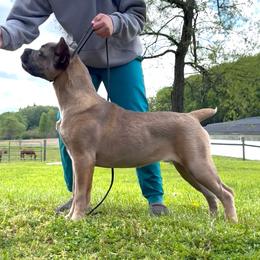 Cane Corso All Grown Up from MVK9
