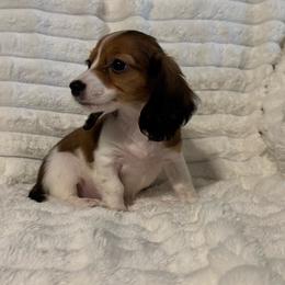 Ginger AKC - Piebald female Dachshund puppy in Magnolia, Texas from J&R Macias Dachshunds