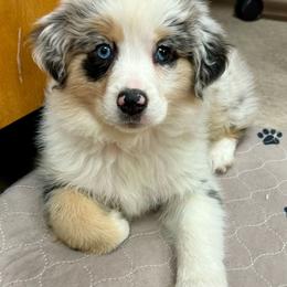 Girl 3 - Blue merle Miniature Australian Shepherd puppy in Watson, Louisiana from Duncan’s Miniature Australian Shepherds