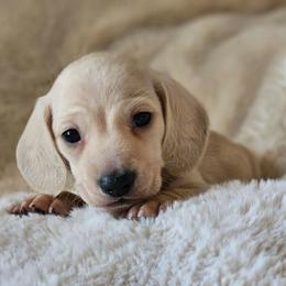 Boy 2 - Cream male Dachshund puppy in Pasco, Washington from Loyal Lil Dachshunds