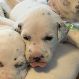 Ruby - White and black female Dalmatian puppy in Hastings, Florida from Love My Spotty Dalmatians