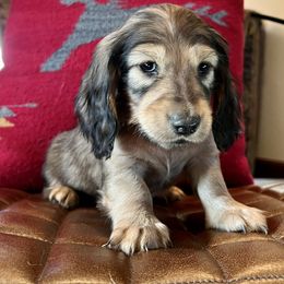 Dachshund Puppies from Loveland Doxies